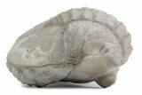 Bargain, Partially Enrolled Asaphus Trilobite - Russia #363242-2